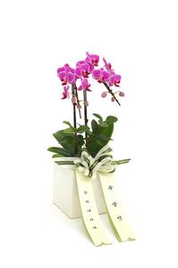 바이올린 만천홍