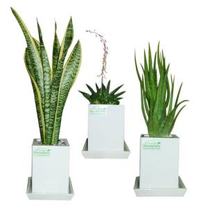 바이올린 산세베리아 3종-A