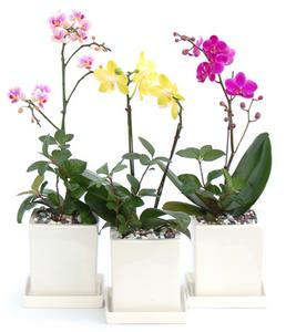 웰빙호접란 3종세트 감사선물기획상품