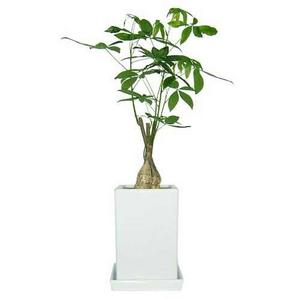 바이올린 파키라