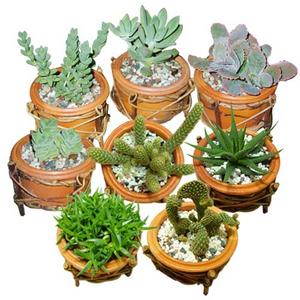 전자파 차단 선인장