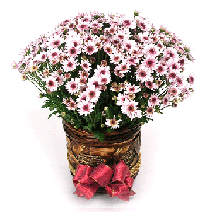 분홍소국꽃 바구니