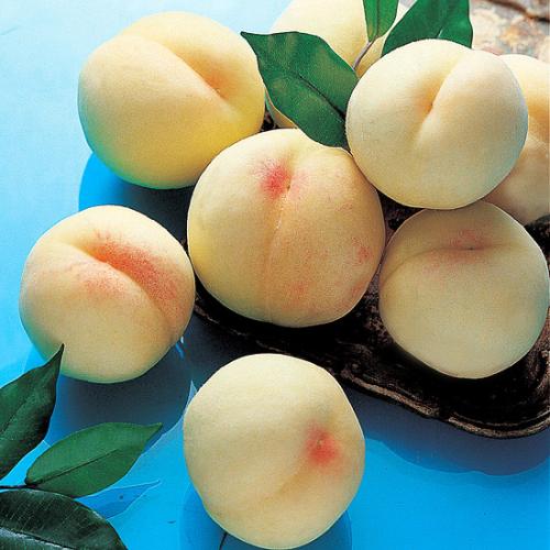 복숭아 (5k. 15개-16개)