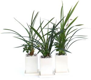 동양란 3종 감사선물 기획상품