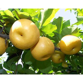 배 7.5kg (8~9개 이내)