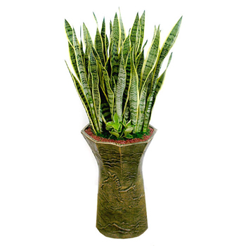 산세베리아A형(고급)