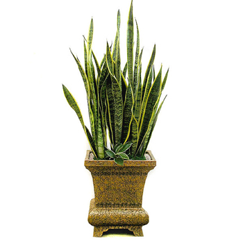 산세베리아B형(고급)