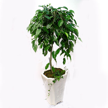 킹벤자민(실내용)