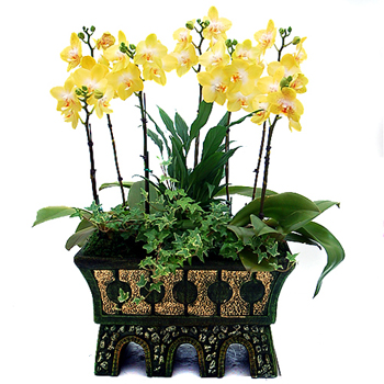 다이아몬드골드