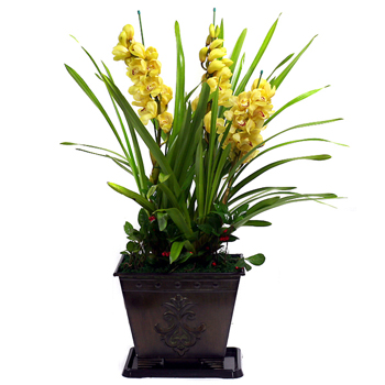 심비디움(노랑)