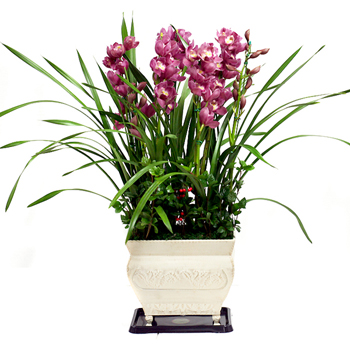 심비디움(적색)