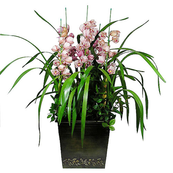 심비디움(핑크)