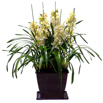 심비디움고급(노랑)