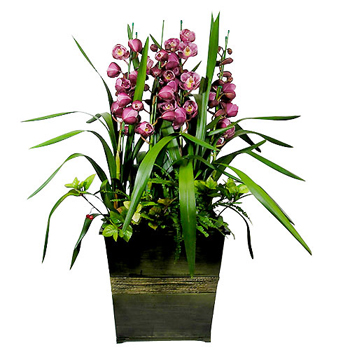 심비디움고급(적색)