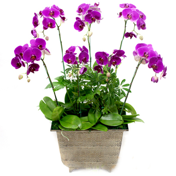 호접란(핑크)고급A형