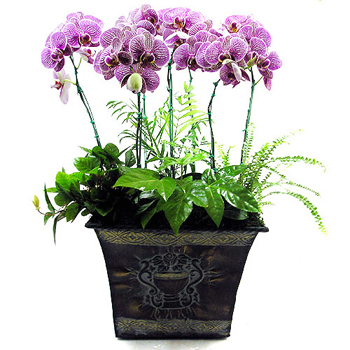 호접란(핑크)고급B형