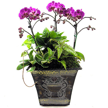 호접란(핑크)C형