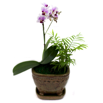 체리뷰티+코사지2개