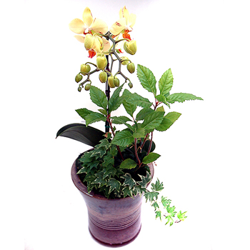 유핀펄+코사지2개