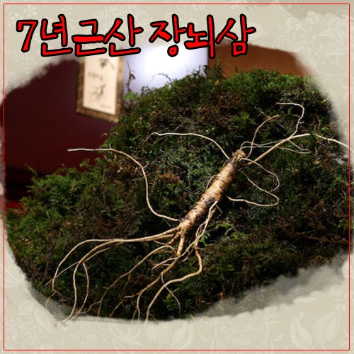 심마을 장뇌삼(묘장뇌) 7년근산 5뿌리