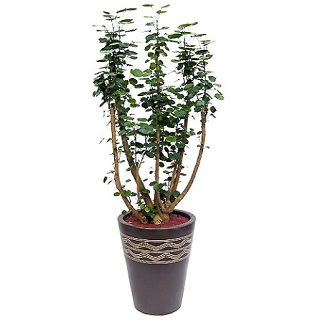 파비안느(화분)