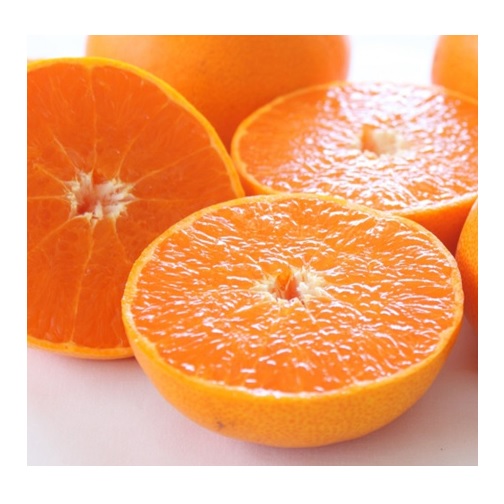 ★제철과일★ 제주산 천혜향 1.8kg(1봉지)