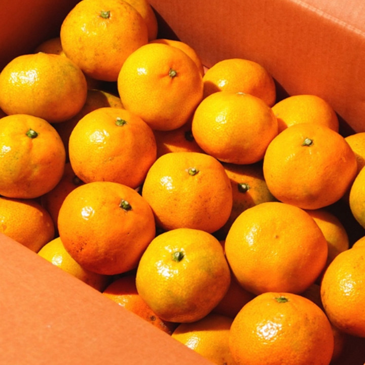 [계절과일] 명품 제주 효돈 감귤 5kg(L2) 