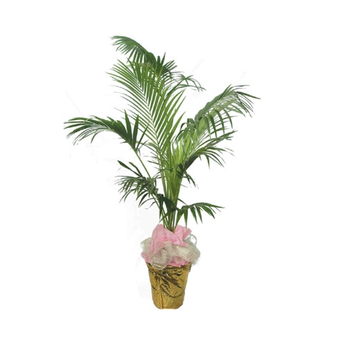 켄차야자(중) 중(200)