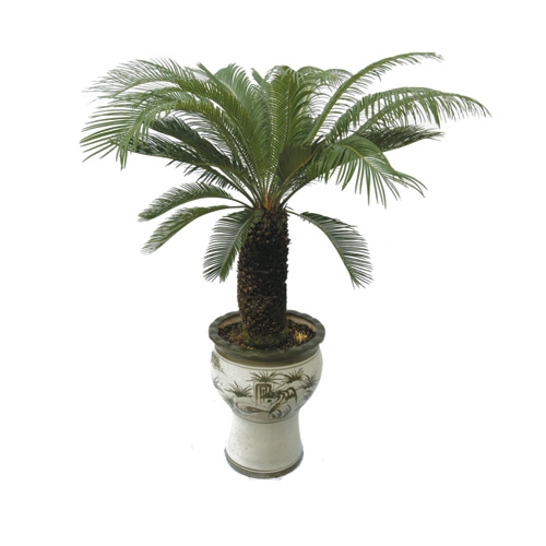 소철(소) 소(120)