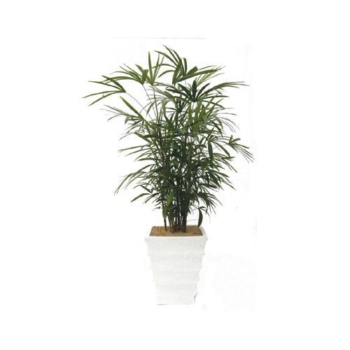 관음죽(대) 대(200)