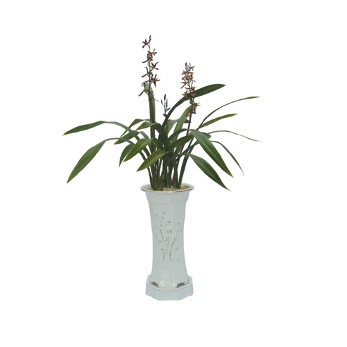 금화산(소) 소(6~7촉)