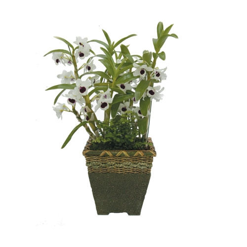 덴드로비움(소) 소(4~5대)