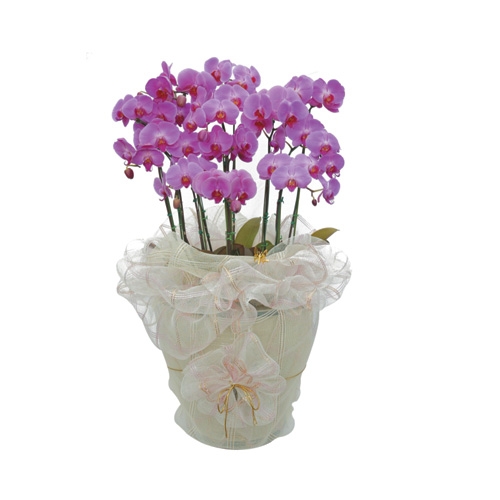 호접란(중) 중(6~8대)