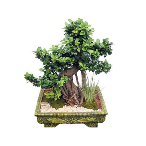 팬더분재(중) 중(50)