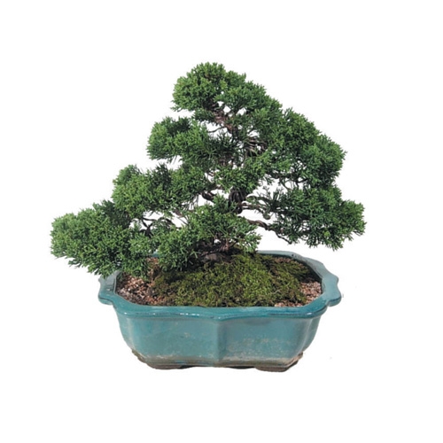 진백분재(대) 대