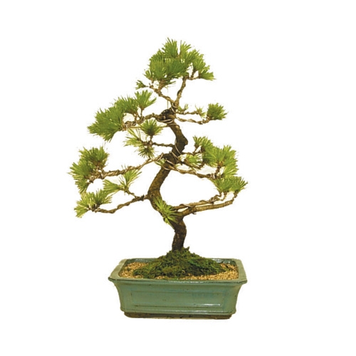 소나무분재(소) 소