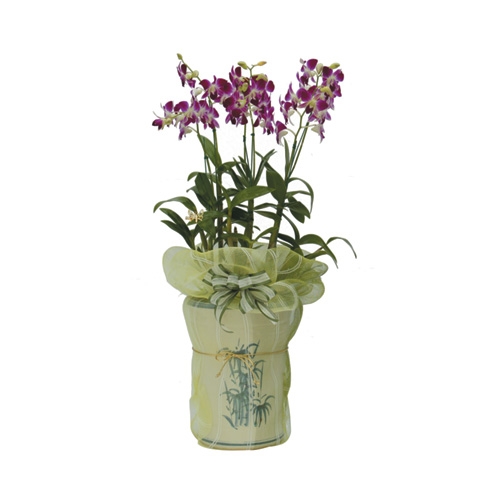 덴파레(중) 중(6~8대)