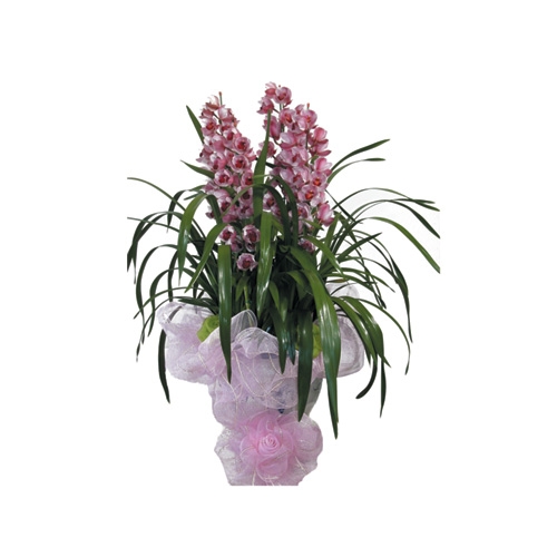 심비디움2(중) 중(8~11대)